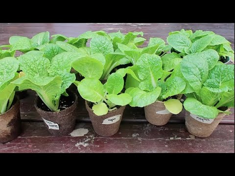 , title : 'How to Grow Napa Cabbage from Seed Easy | 100% Success'