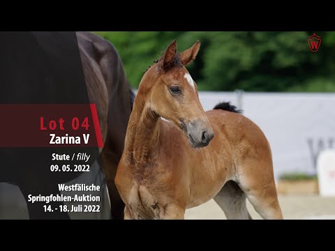 Springfohlen-Auktion Lot 04 Zarina V Stute v. Zindedine - Van Gogh