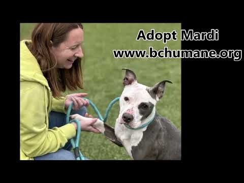 Mardi, an adoptable Pit Bull Terrier in Nashville, IN_image-1
