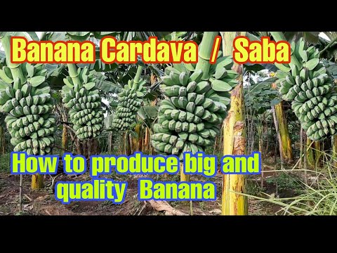 How to produce big and quality cardava / Saba Banana. Paano magpalaki at dikallidad na saging saba