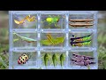 Amazing Wild Bug Hunting Giant Grasshoppers Praying Mantis Raspy Crickets Stink Bugs More