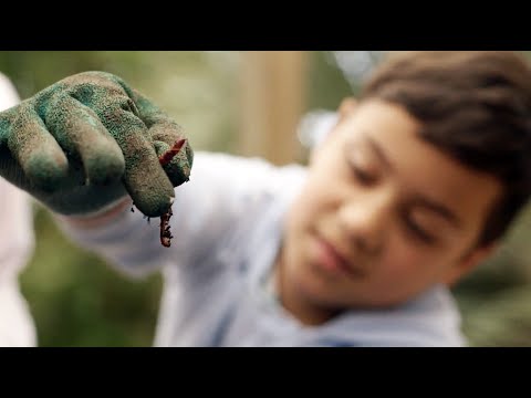 How to make a worm farm at home