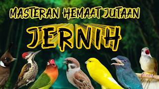 Download lagu MASTERAN MURAI BATU FULL TEMBAKAN JERNIH MUDAH DITIRU CEPAT MASUK, ISIAN MURAI BATU TERBAIK mp3