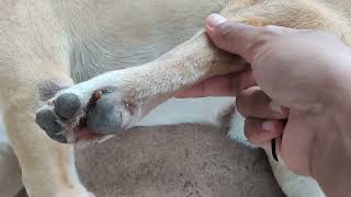 Bo bo good dog #dog #animalphotos #ticks #animals