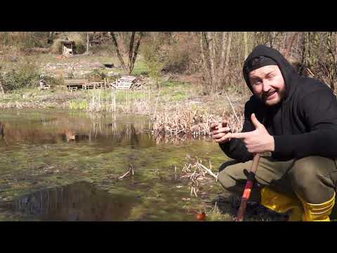 String algae, cloudy water, and hardly any plants? - Pond care tips for spring | with Martin Maschka
