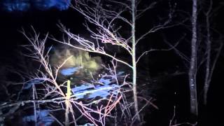 Dark Fortress   Sycamore Trees