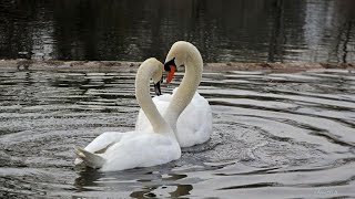 ❤Swans making  love❤love is in the air💕