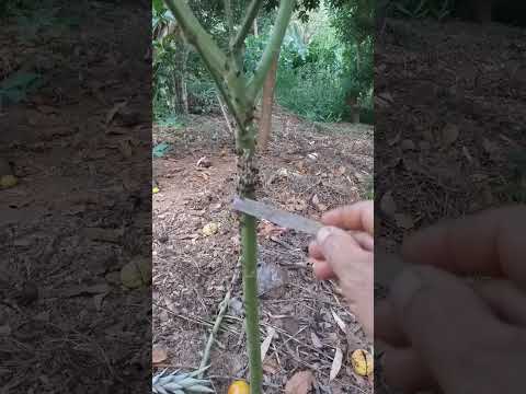 Abelhas Arapuás nas plantas. Veja oque Atrai esses Insetos