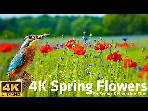 4K Spring Flowers 🌼 Amazing Colors of Spring Flowers 🌼 4K Nature Relax Video with Nature Sounds