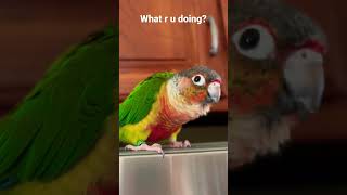 Download lagu Burung beo Conure yang lucu sedang berbicara 🗣️ mp3