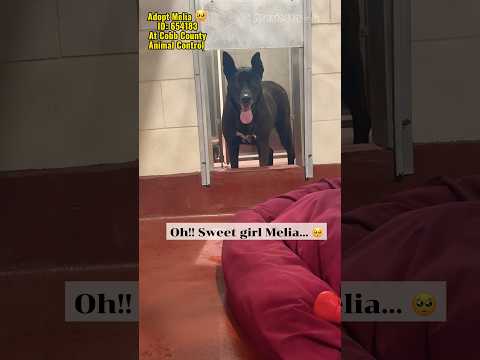 MELIA - See Video, an adoptable Shepherd Mix in Marietta, GA_image-1