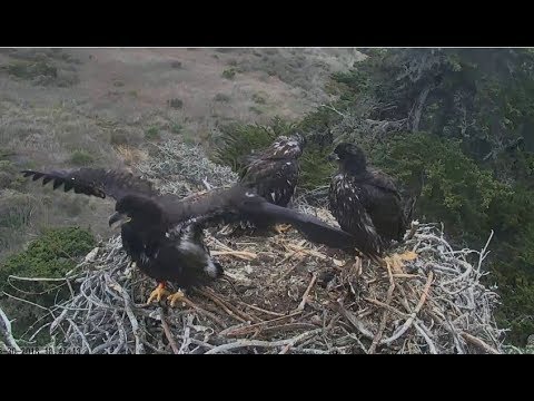 Sauces Channel Island Eagles ~ Corsair's Perfect Fledge w/ SLO MO 5.30.18