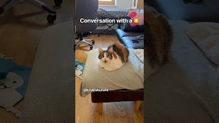 Conversation with a cat 🐱 #cat #cats #cats #catvideos #katze #ねこ #cute #happy