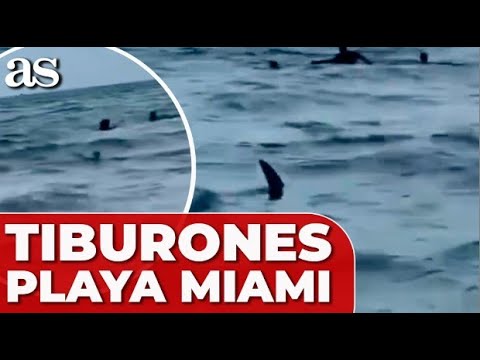 Un TIBURÓN siembra el CAOS en una playa de MIAMI: es una ESCENA TERRORÍFICA