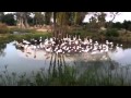 Greater Flamingos By Sallysvideo