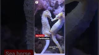 sea horse fertilization