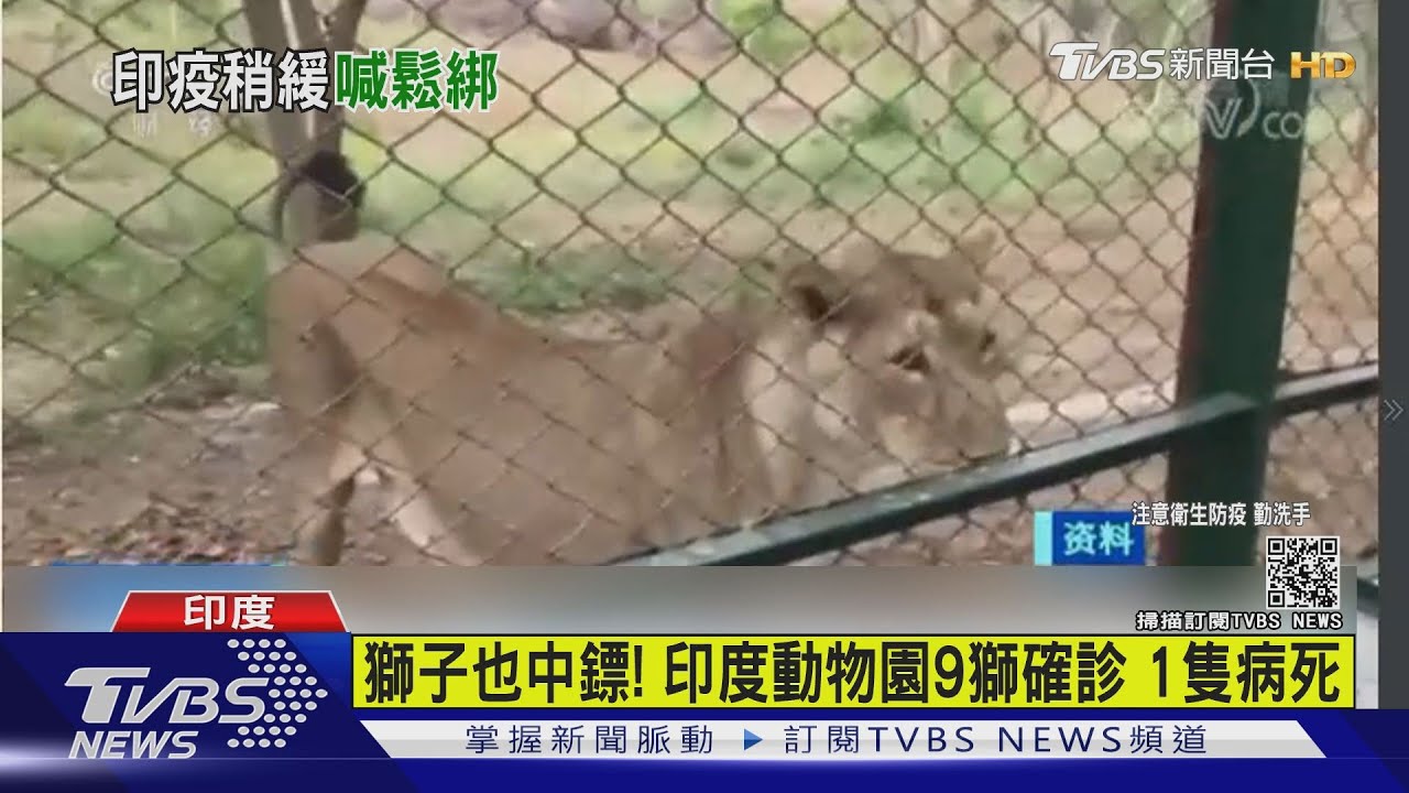 獅子也中鏢！印度動物園9獅確診　1隻病死