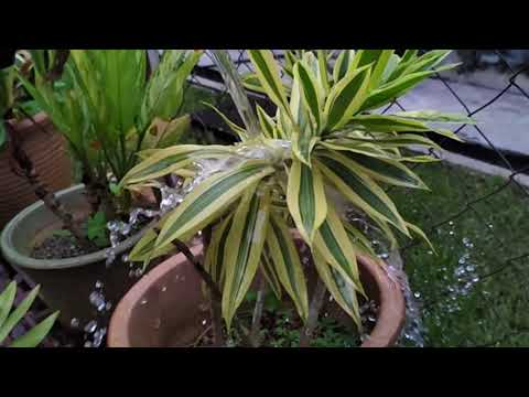 Sample video Slo-Mo HD 480fps (Asus ROG Phone II Strix Edition)