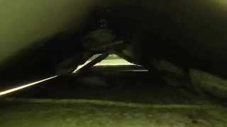 Download lagu SEE Thailand with CU   Island Trip Day 3   Birds, Fish, Kings, Bugs mp3