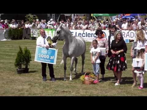 1 st placeN.68 PERFINKA - Radom 2017 - Senior Mares Championship (Class 13)