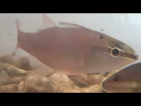 ネンブツダイとクロホシイシモチ。共に釣り人にはアカジャコ（赤雑魚）と呼ばれ、堤防サビキの常連さん。