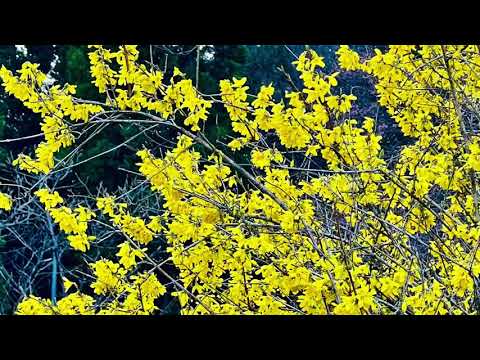 園芸 中間レンギョウ、パリミモザ