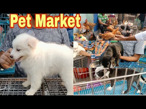 Galiff Street Pet Market Kolkata |Dog Puppy Seller Galiff Street Pet Market Kolkata |