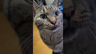 膝の上で撫でられ待ちライガくん #ねこ動画 #cat #ねこのいる日常 #ねこのいる暮らし #cute #ねこのいる生活 #catlover #ねこの動画 #funny