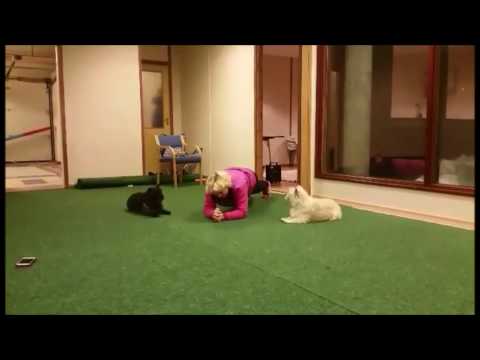 De gale har det godt..