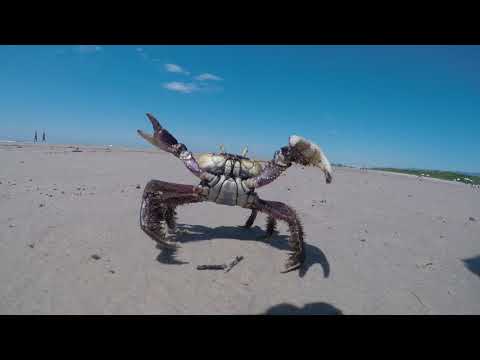 Caranguejo na praia de itaguare bertioga