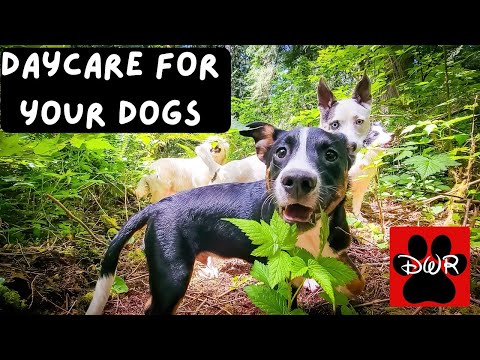 Daycare for Your Dog 24/7 — Doggy Woods Retreat Live DogTV Season 1