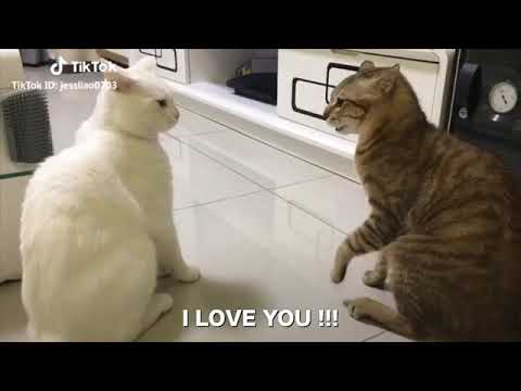 Cats talking !! these cats can speak english  قطط تتحدث بالانجليزية