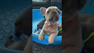 Video preview image #1 French Bulldog Puppy For Sale in SAN DIEGO, CA, USA