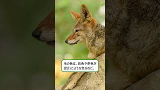 眠る前に聞く、コヨーテのお話 ＃動物 #コヨーテ ＃寝落ち＃癒し ＃ずんだもん