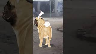 kutta ka video#shorts #keşfet #yavruhayvanlar #youtubeshorts #ytshorts #story #cute s