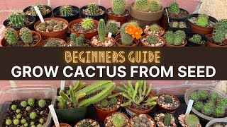 How to Grow Cactus from Seed (A beginners guide)