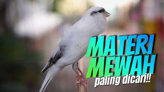 Download lagu KENARI PANDA MATERI ISTIMEWAH - MASTERAN KENARI ISIAN BLACKTHROAT GACOR PALING DICARI mp3 Download lagu KENARI PANDA MATERI ISTIMEWAH - MASTERAN KENARI ISIAN BLACKTHROAT GACOR PALING DICARI mp3