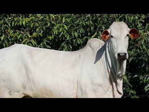 ESTÂNCIA CRISTINA - NOVILHA NELORE - VIATINA EST.CRIS - RGMB 1272