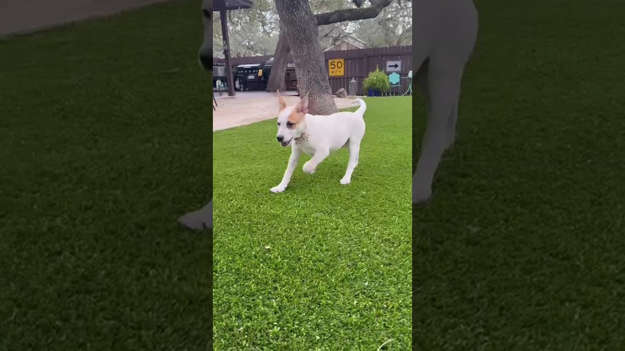 Enlarge Ozzie, a ADOPTABLE mixed breed in Southport, CT video 2/5