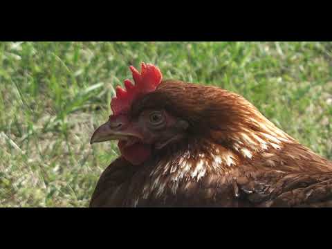 Süd Schweden Teil 2-2 - Reisefilm 2018 - Mit Adressen und Koordinaten