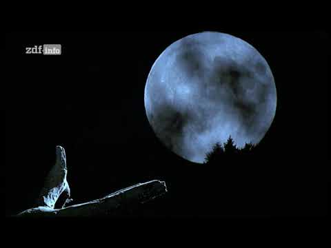 Im Reich des Steinadlers - (2/3) Gipfelsieg des Lebens (Doku, A 2000)