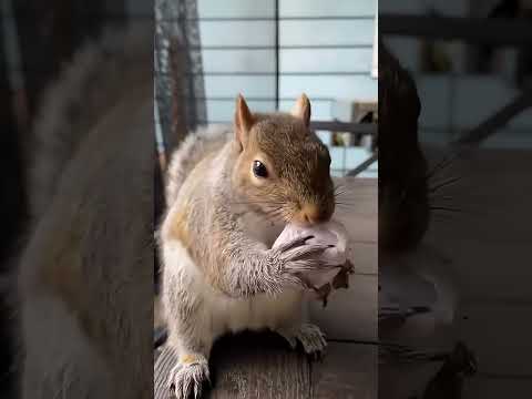 The girl, the squirrel, and the gift of friendship #animals #shortvideo