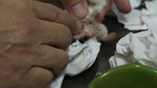 A 20-month-old dwarf hamster starts bleeding again