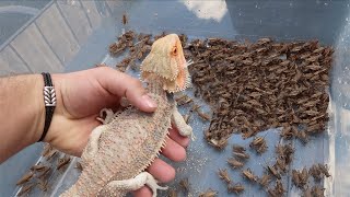 1000 Crickets VS Bearded Dragon! *FEEDING FRENZY*