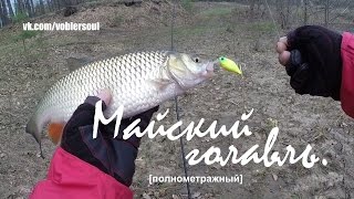 Голавль в начале мая на что ловить