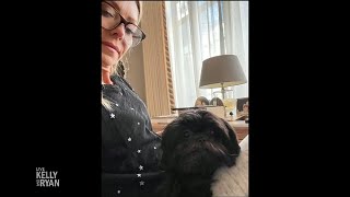 Kelly's Dog Adoption News