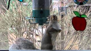Yankee Flipper vs One Determined Squirrel