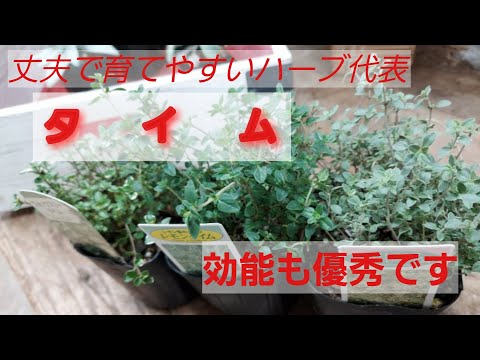 咳止めにタイムティー 植物