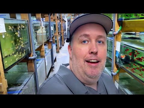 Rare Livebearers Galore: Exploring HUGE Wholesale Facility in Germany!