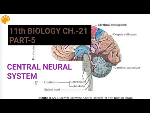 Class 11 Biology|Ch.-21 |Part-5||Central Neural System||Study with Farru